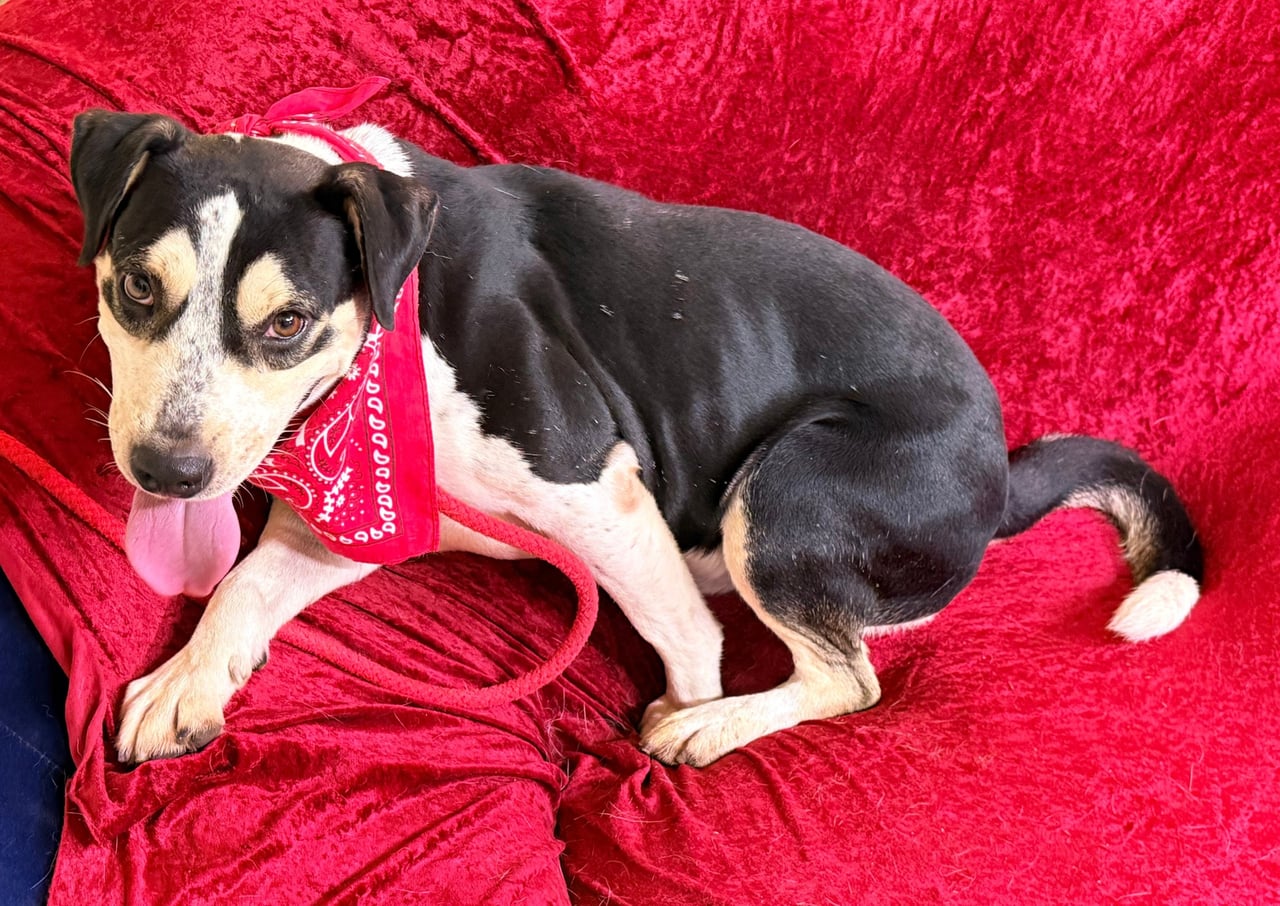 Additional photo of HANK
