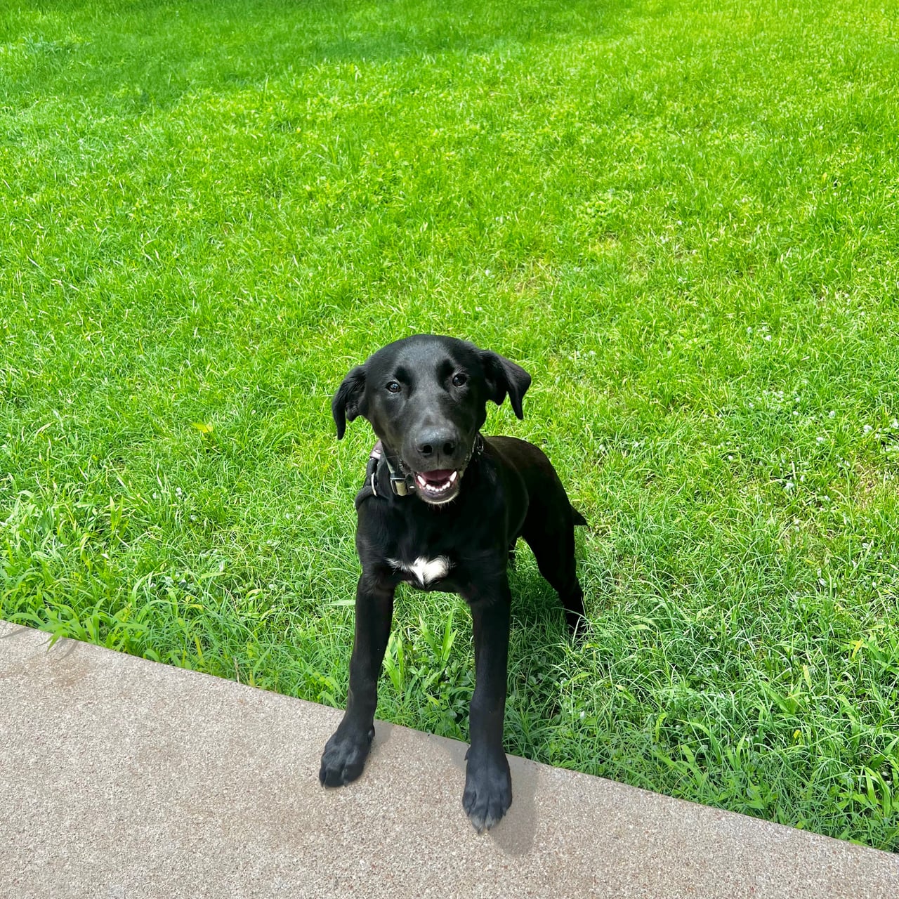 RODEO, a Labrador Retriever