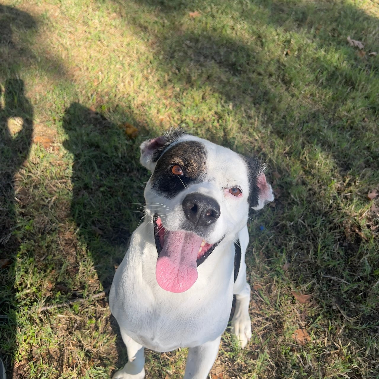 PETEY, a Labrador Retriever