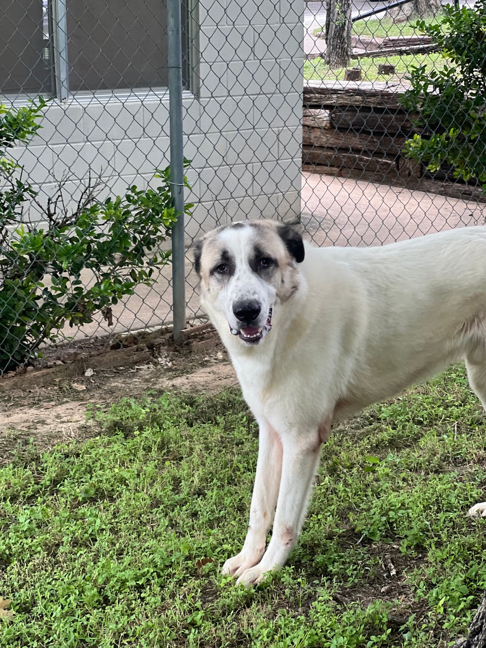 RAMADA, a Anatolian Shepherd
