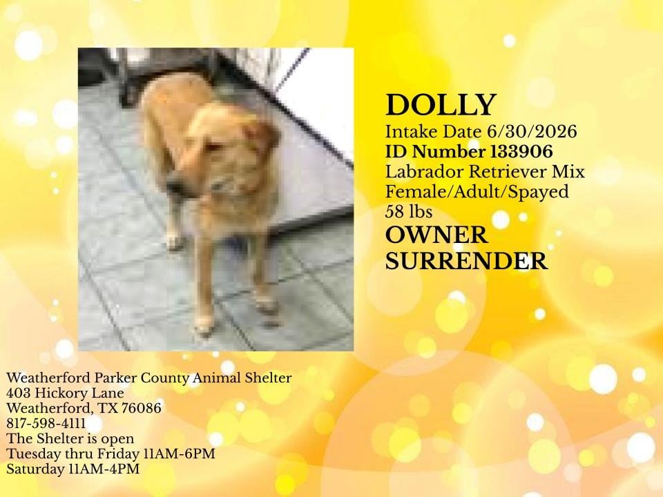 Additional photo of DOLLY