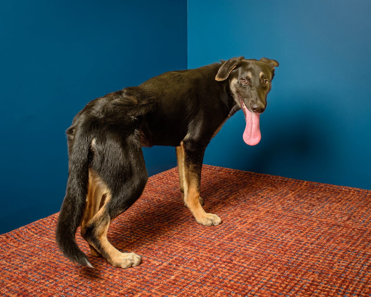 Additional photo of KLAUS