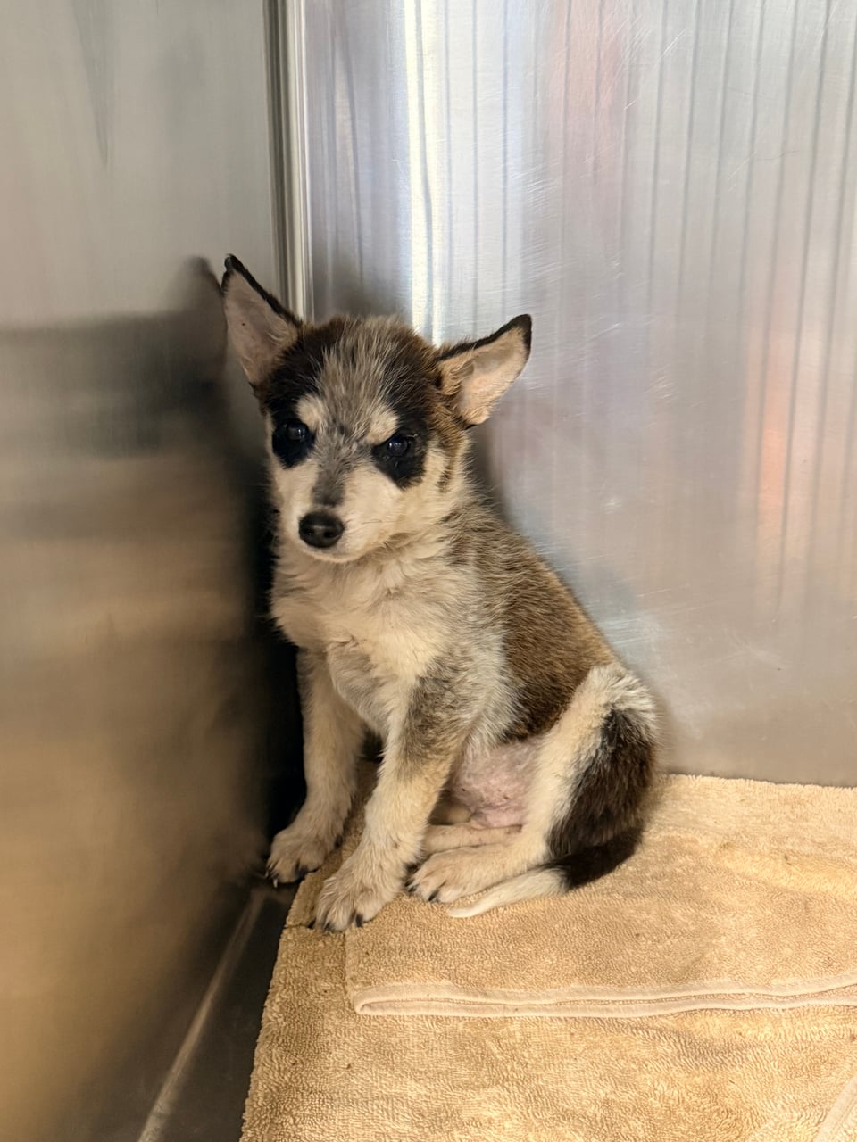 HEATH, a Australian Cattle Dog