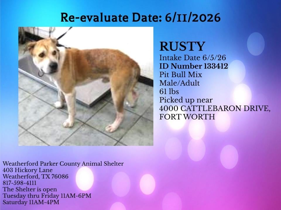 RUSTY, a Pit Bull