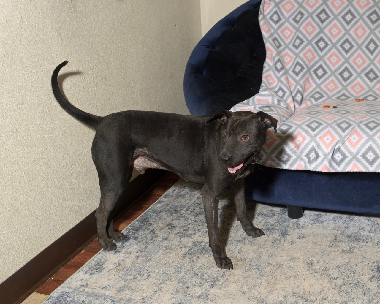 Additional photo of BUENO