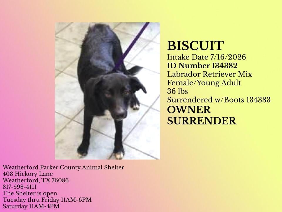 Additional photo of BISCUIT