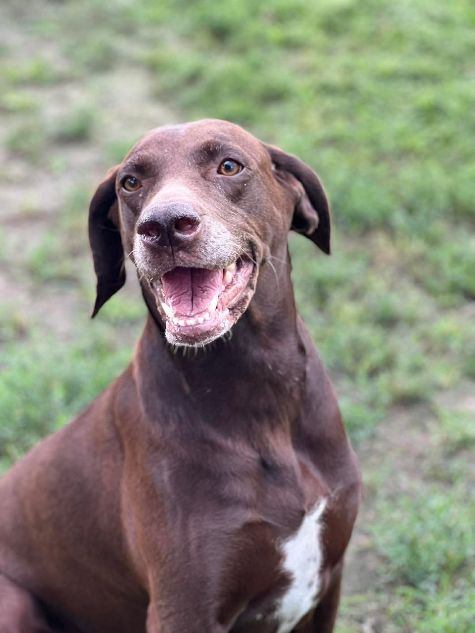 LINDY, a Labrador Retriever