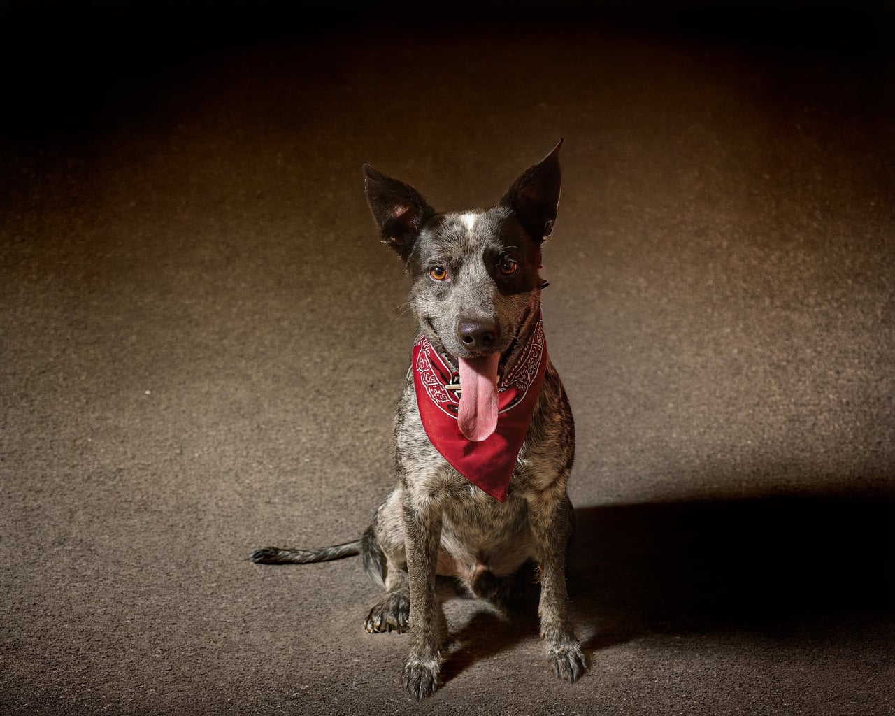 Additional photo of LOKI