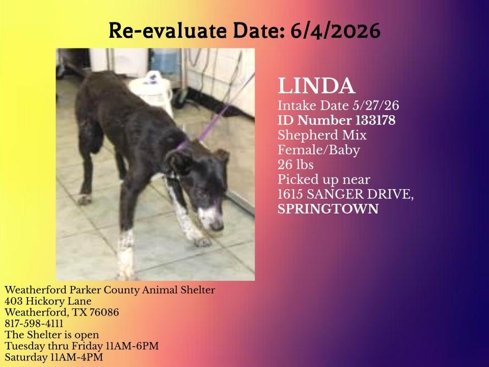 LINDA, a Shepherd