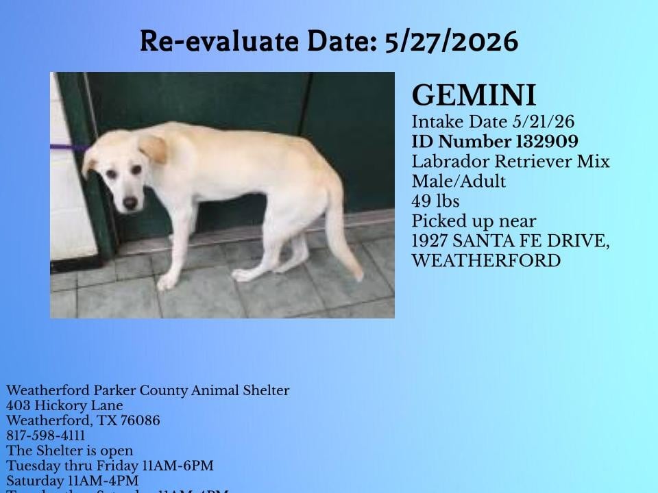 Additional photo of GEMINI