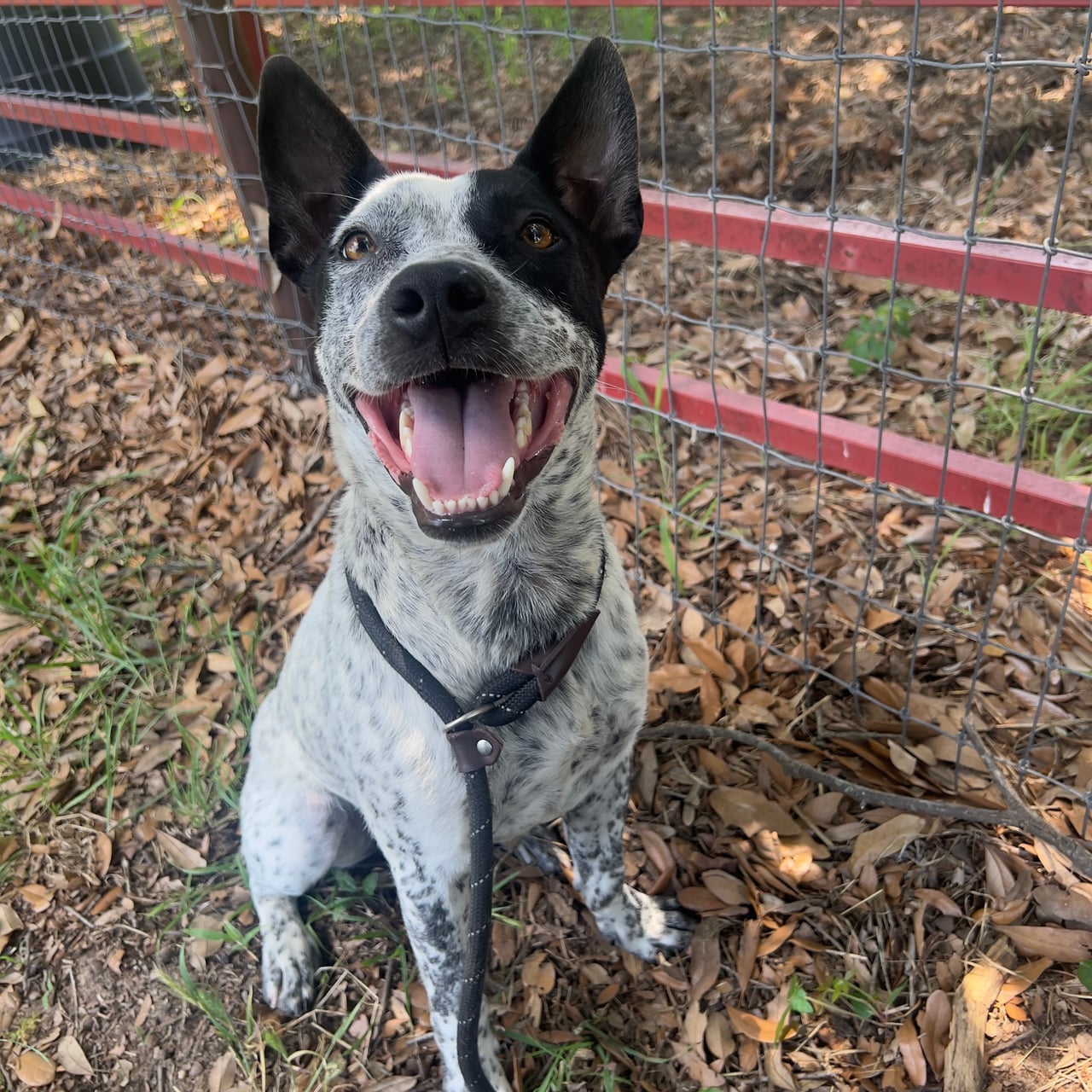 DORIAN, a Australian Cattle Dog