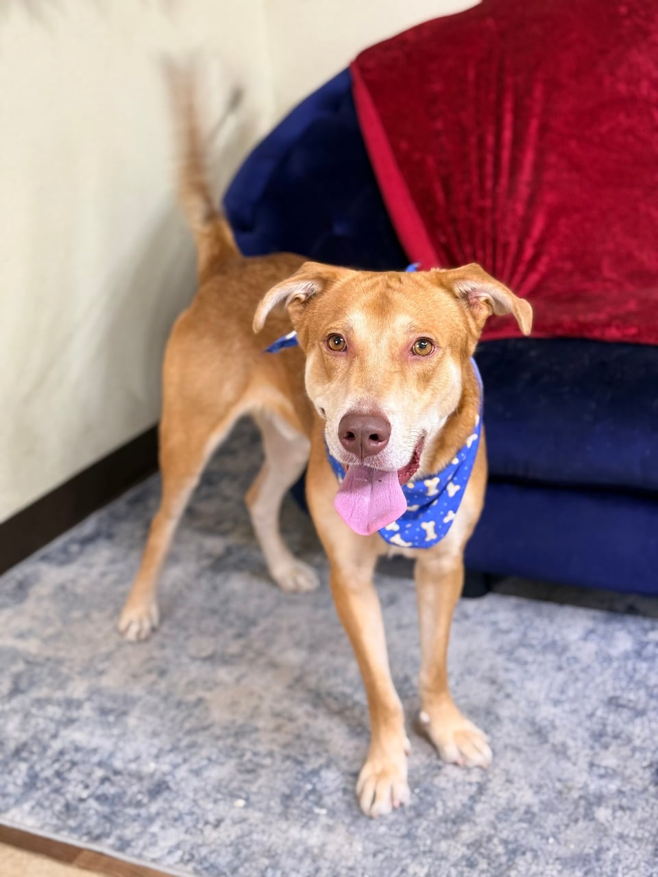 Additional photo of RUGER