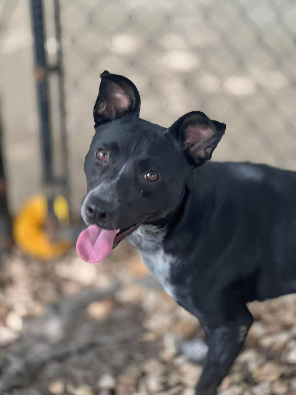 JOJO, a Pit Bull