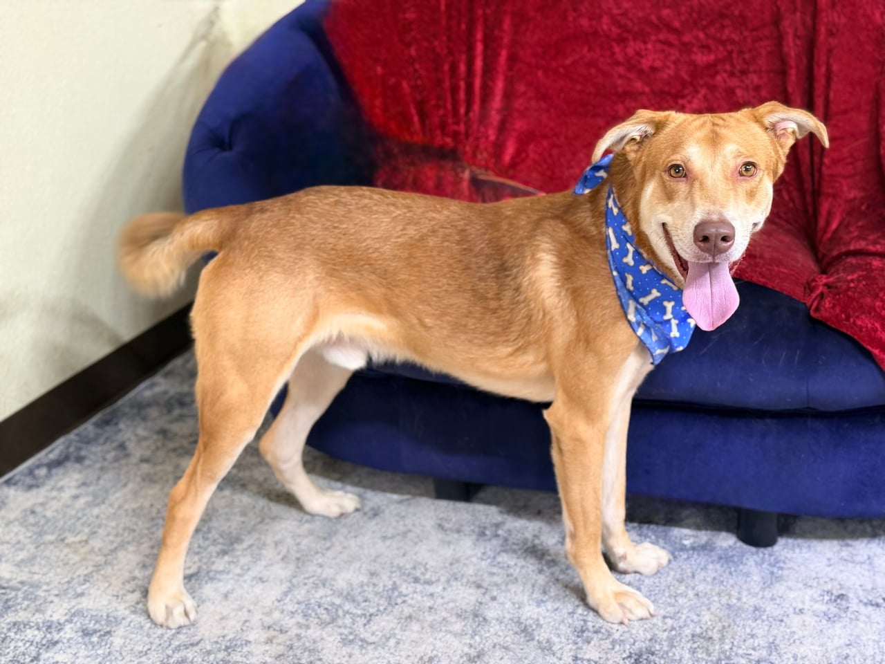 Additional photo of RUGER