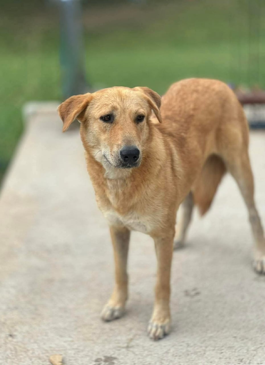 Additional photo of DOLLY