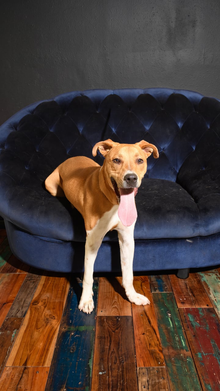 Additional photo of GUMBO
