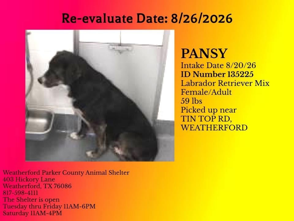 Additional photo of PANSY