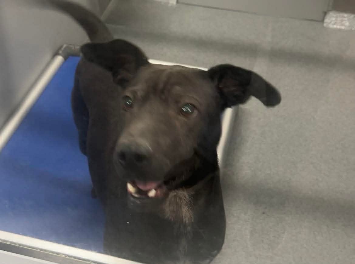 Additional photo of BUENO