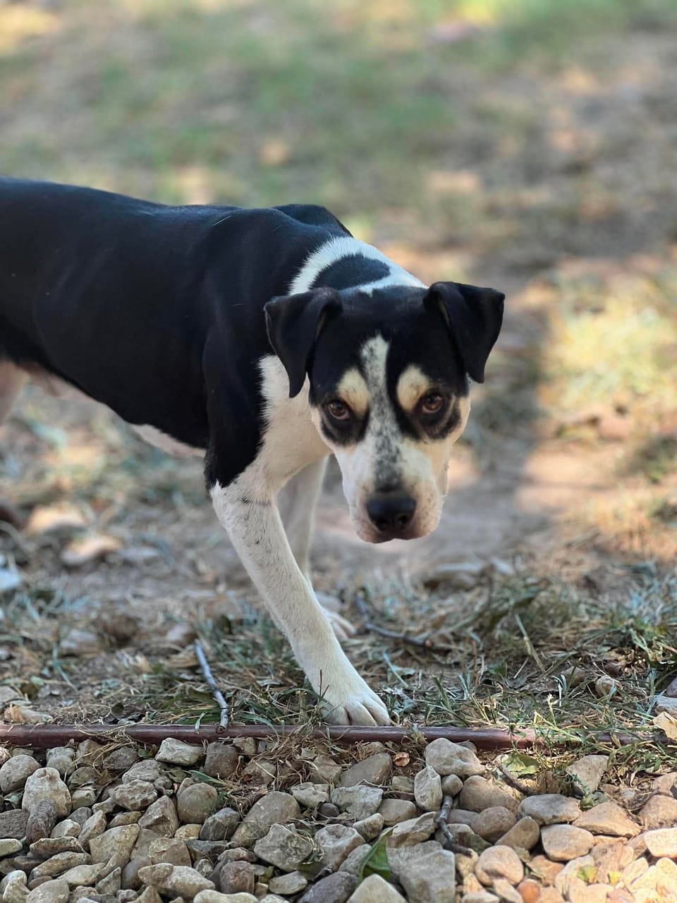 Additional photo of HANK