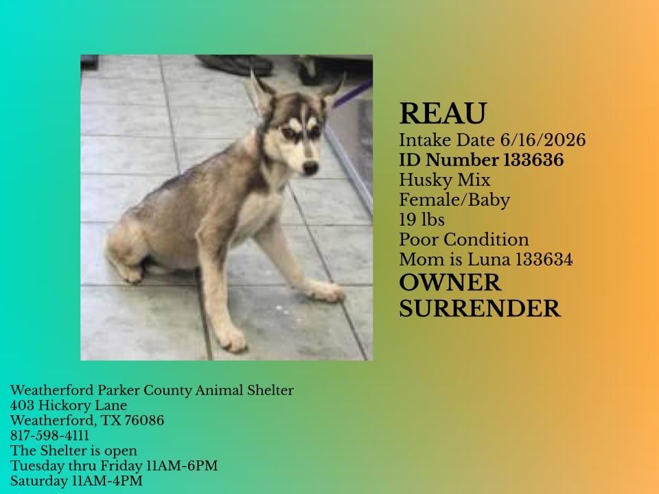 REAU, a Husky