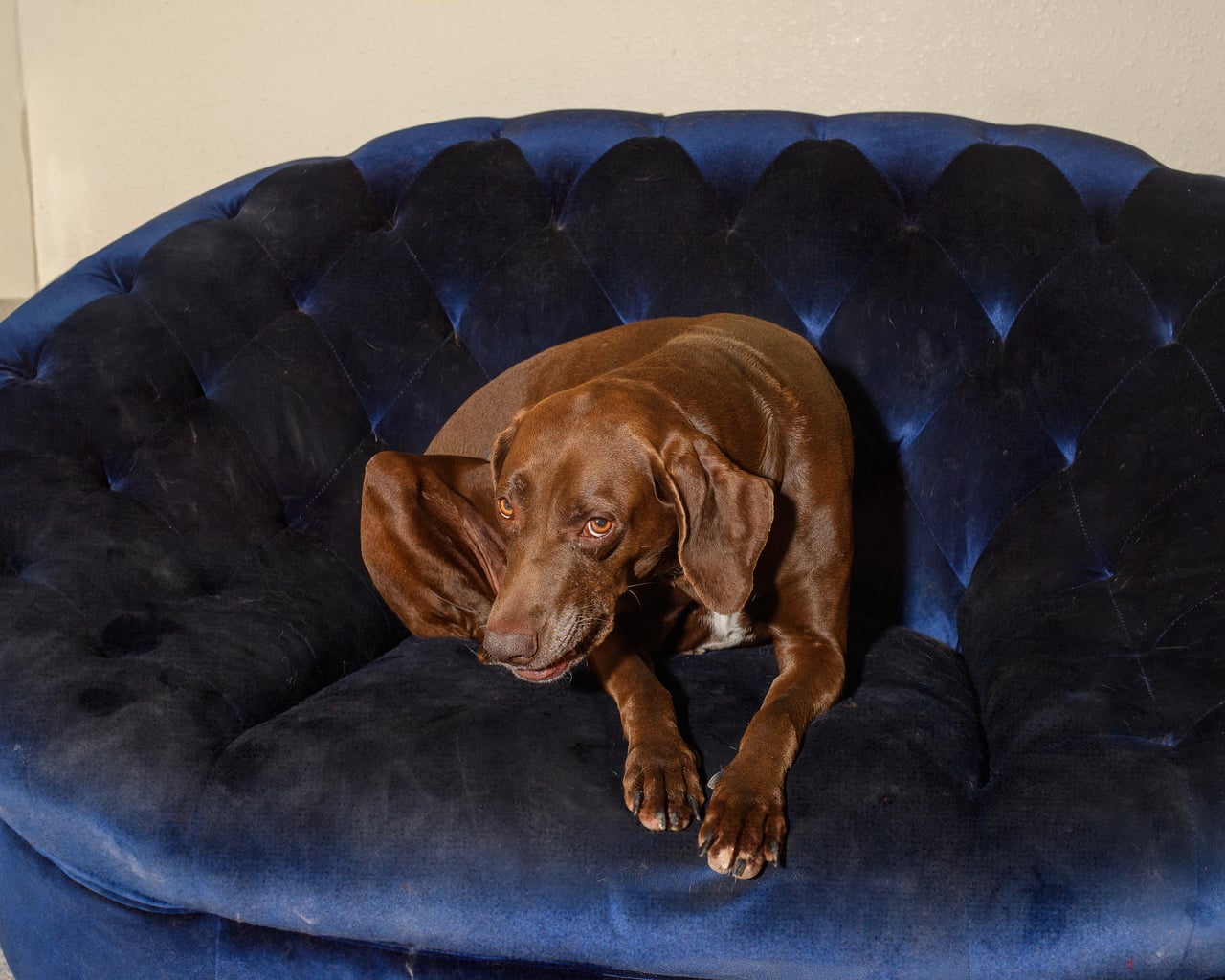 Additional photo of LINDY