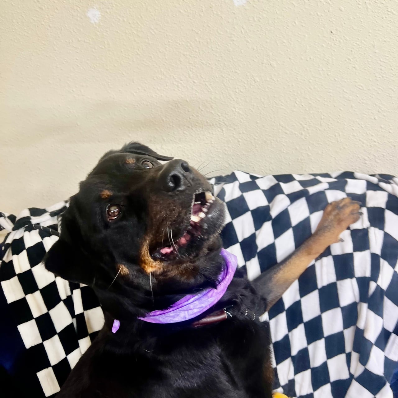 Additional photo of GAMBIT