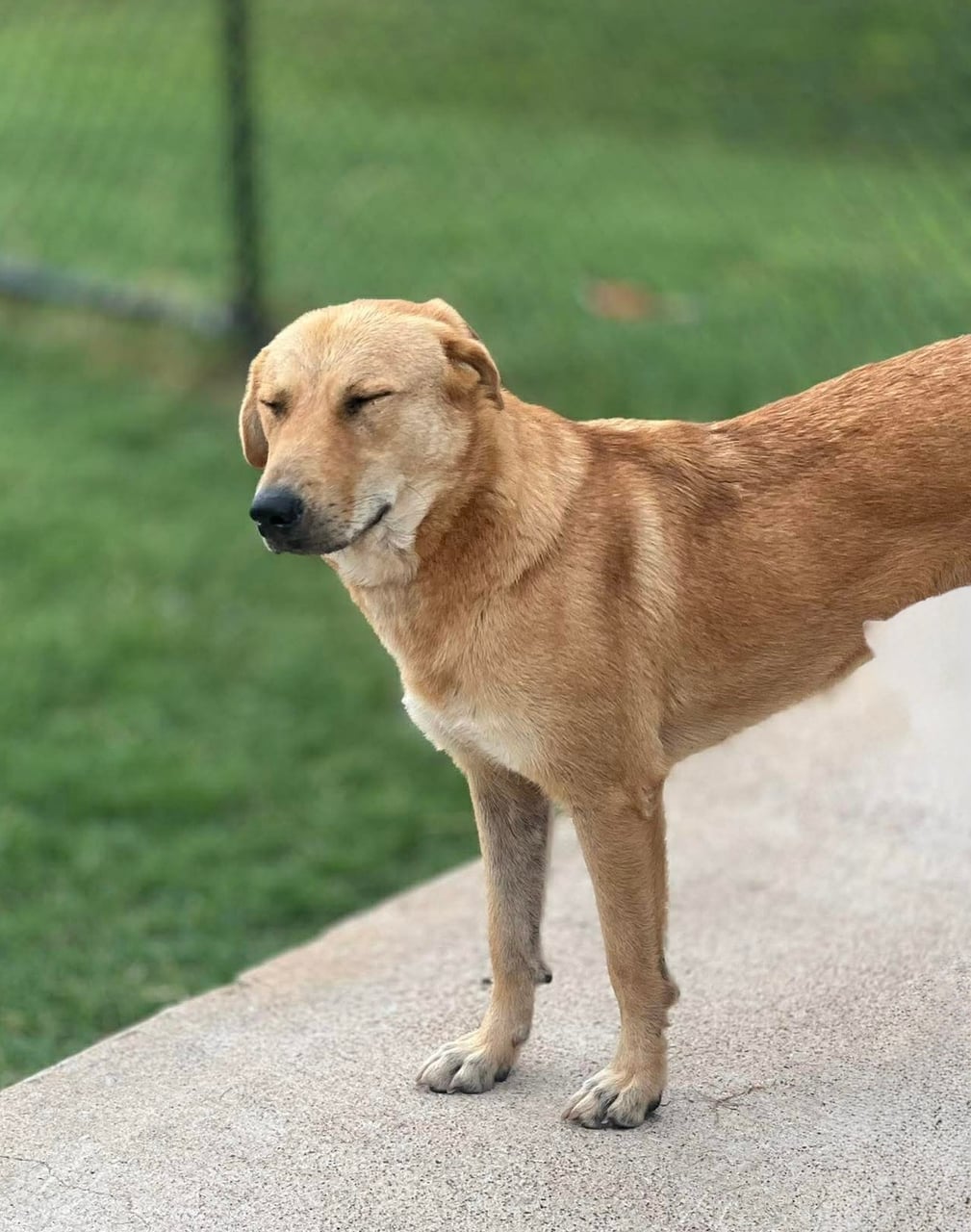 Additional photo of DOLLY