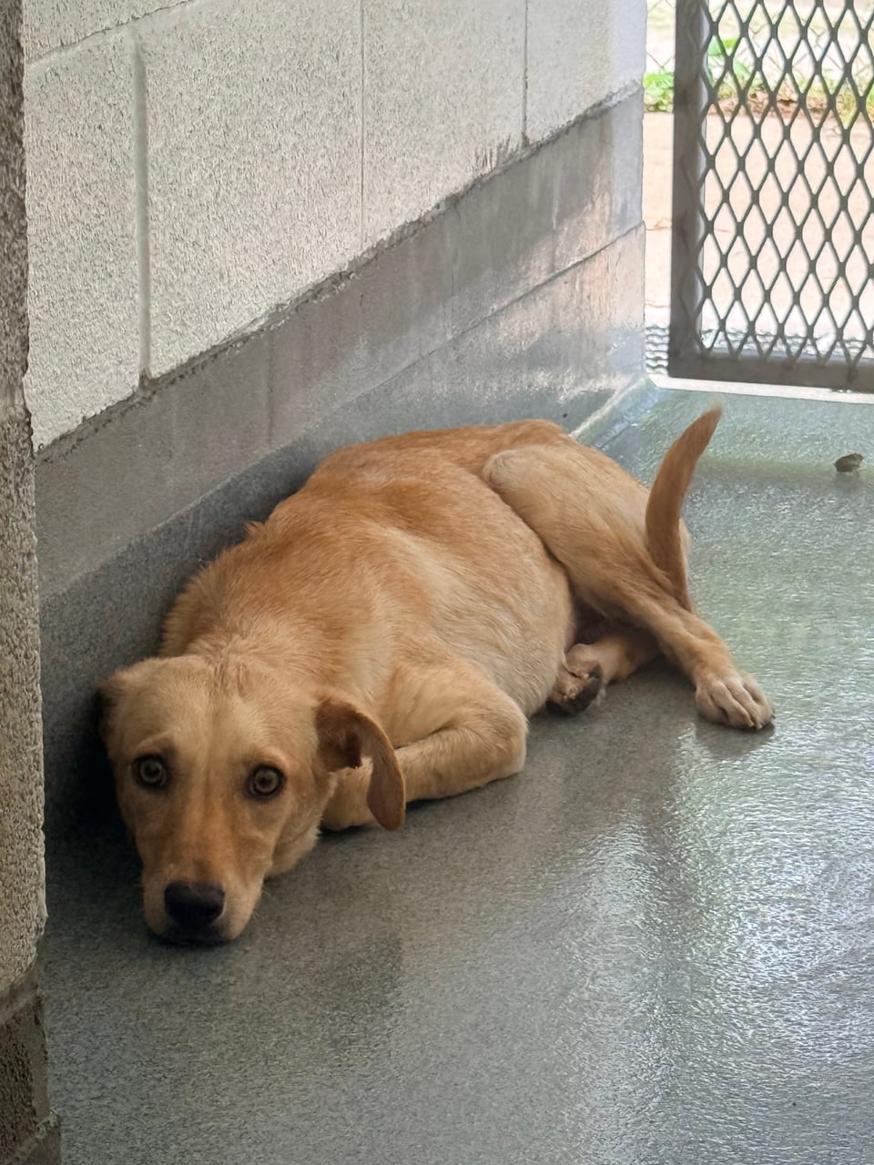 IZZY, a Labrador Retriever