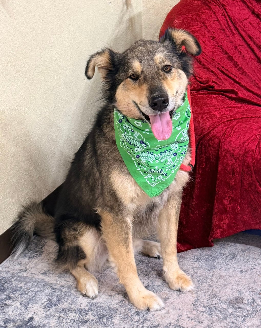 SCOOBY, a Shepherd