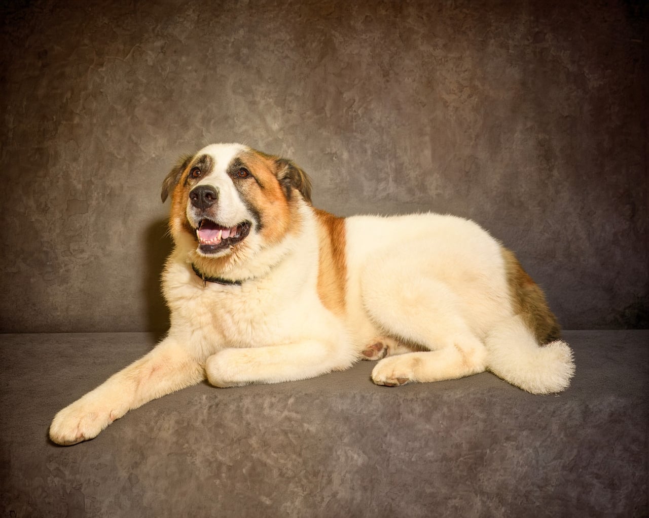 Additional photo of ARCHIE