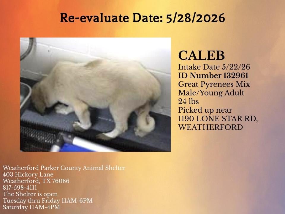 CALEB, a Great Pyrenees