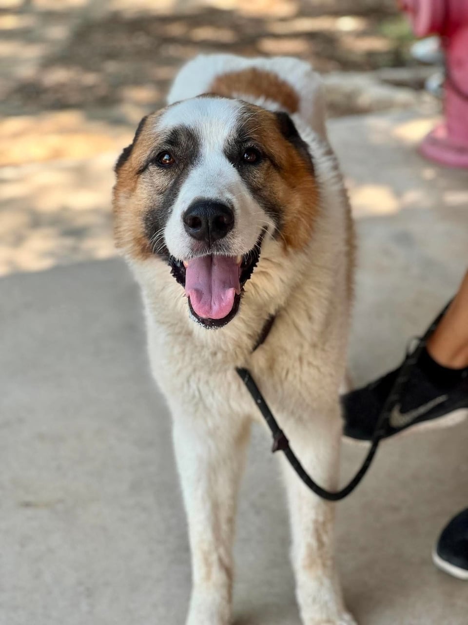 Additional photo of ARCHIE