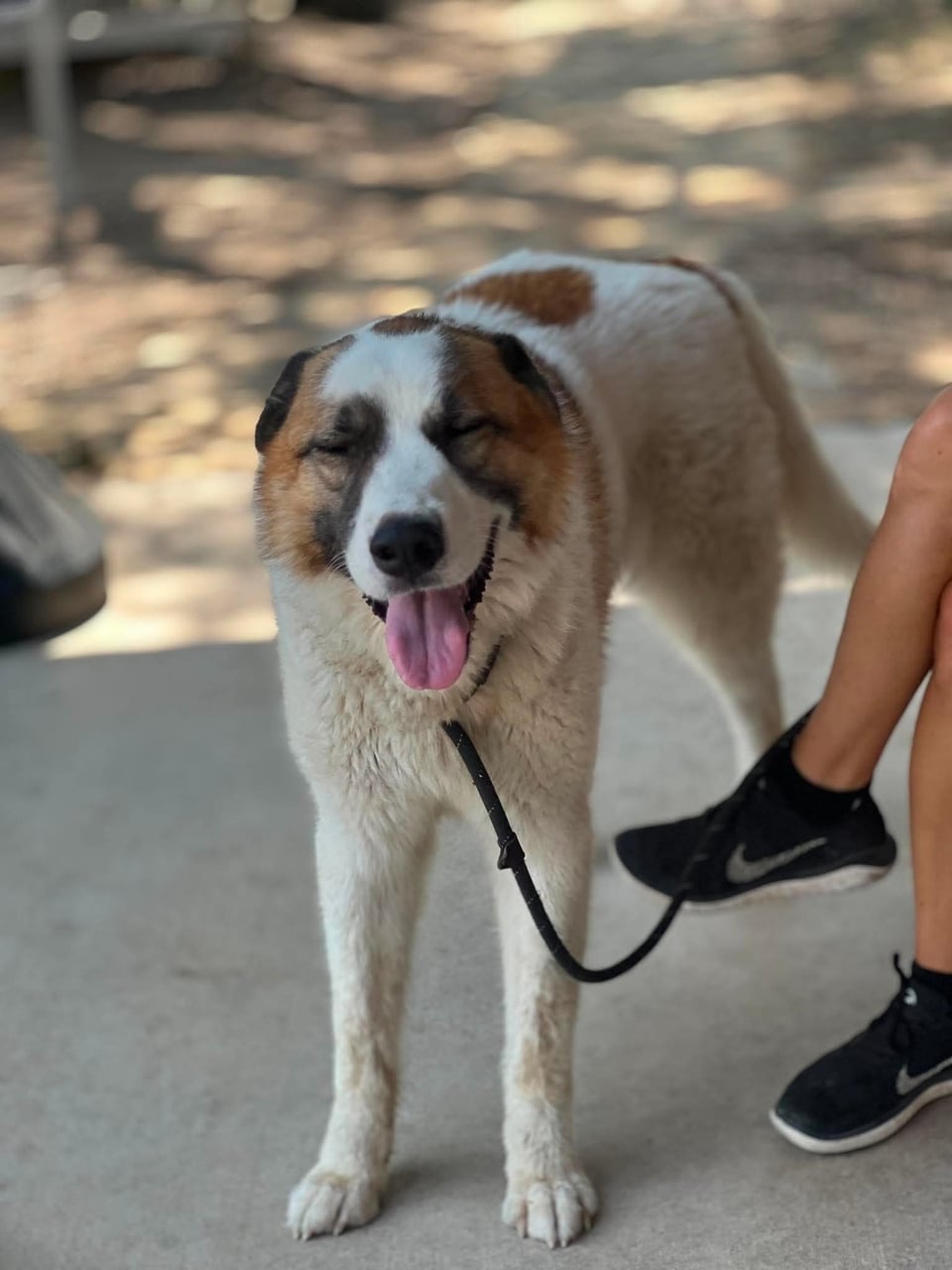 Additional photo of ARCHIE
