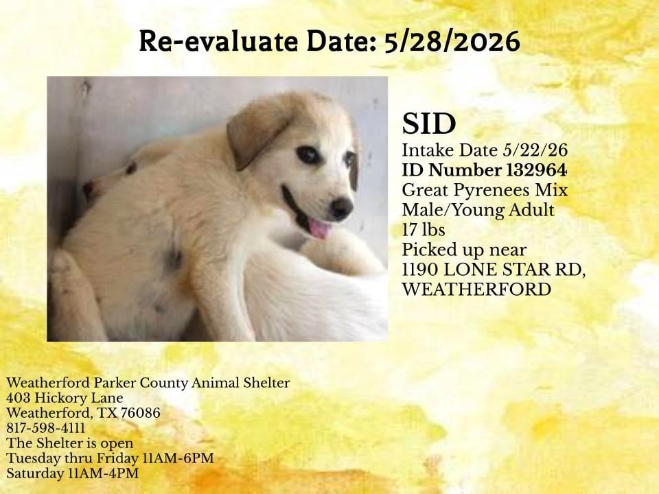 SID, a Great Pyrenees