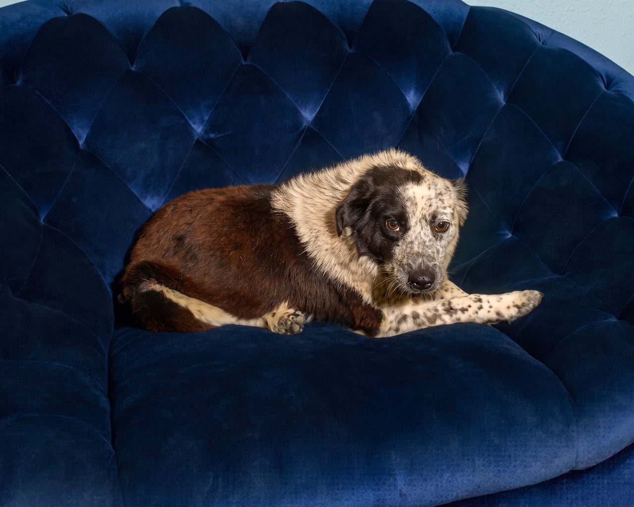 HOOT, a Australian Cattle Dog