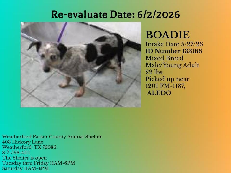 Additional photo of BOADIE
