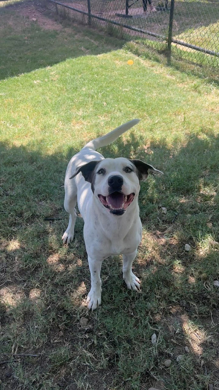 SHARKIE, a Pit Bull