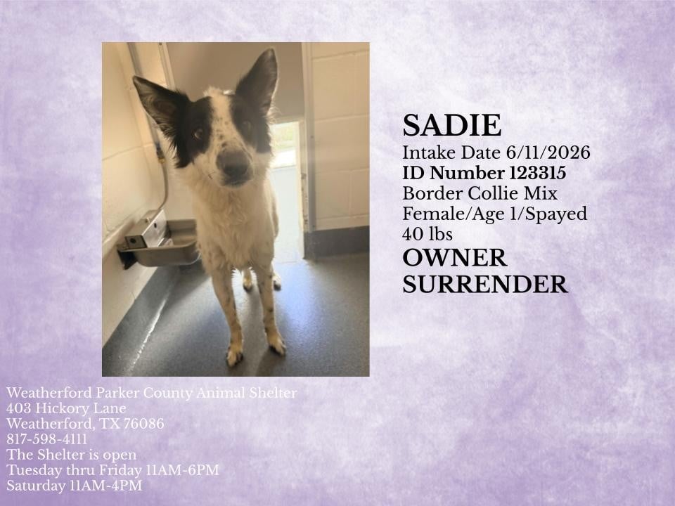 SADIE FRECKLES, a Border Collie