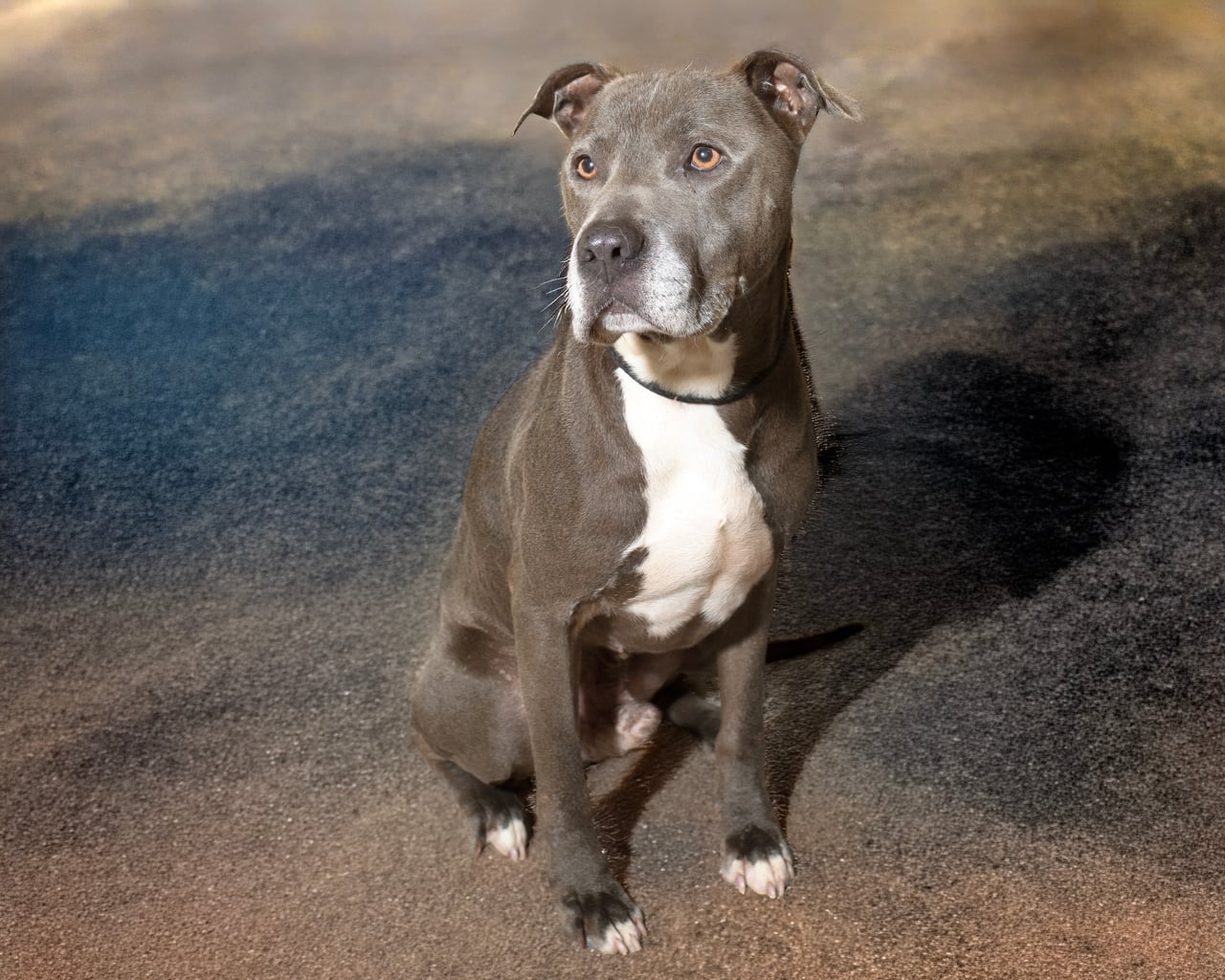 WILBUR, a Pit Bull