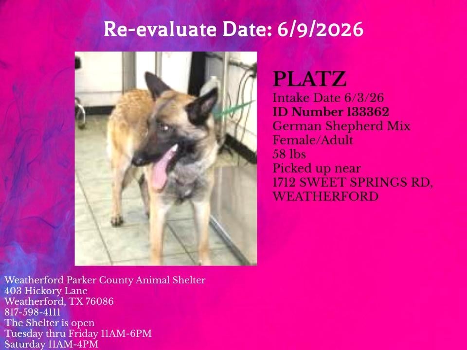PLATZ, a German Shepherd