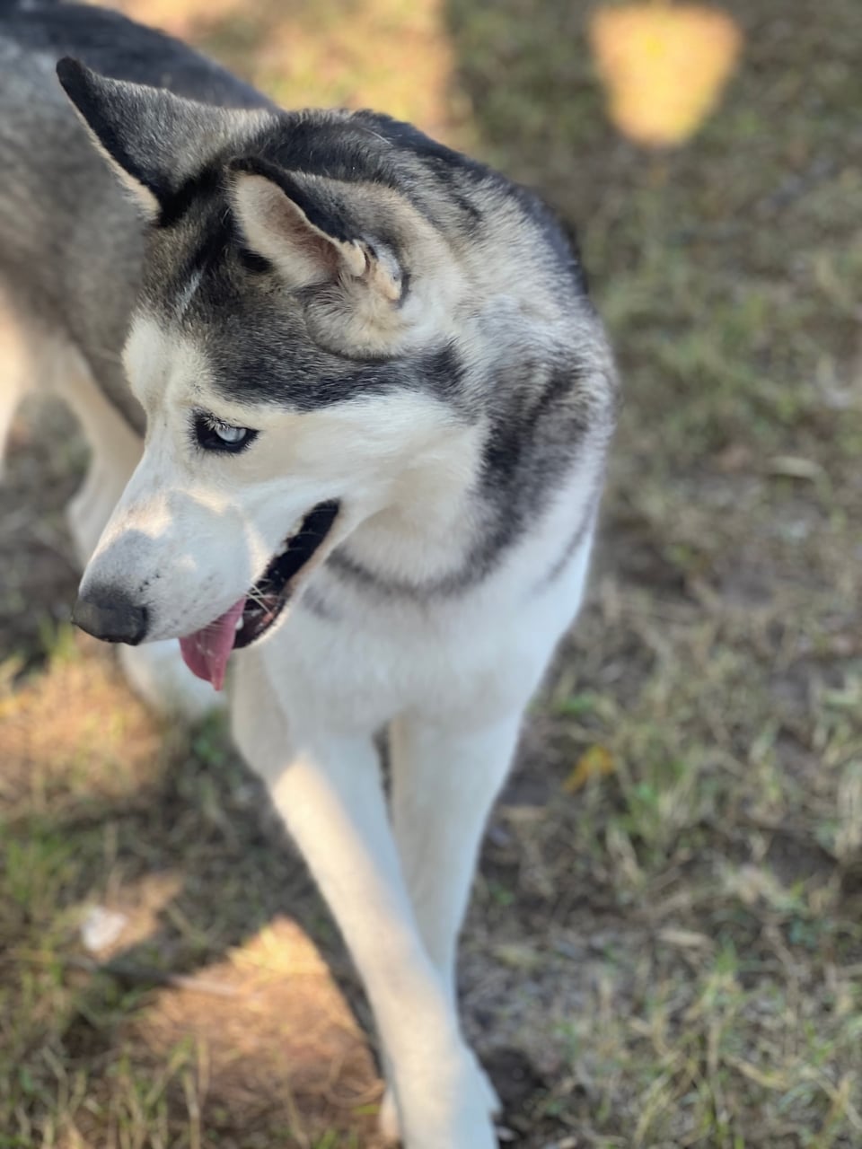 Additional photo of LUNA
