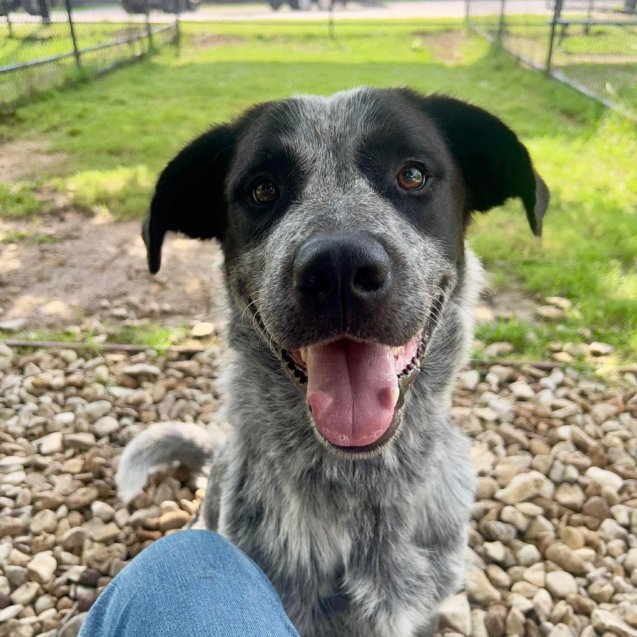 DRISKEL, a Australian Cattle Dog