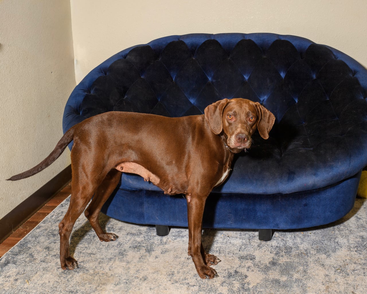 Additional photo of LINDY