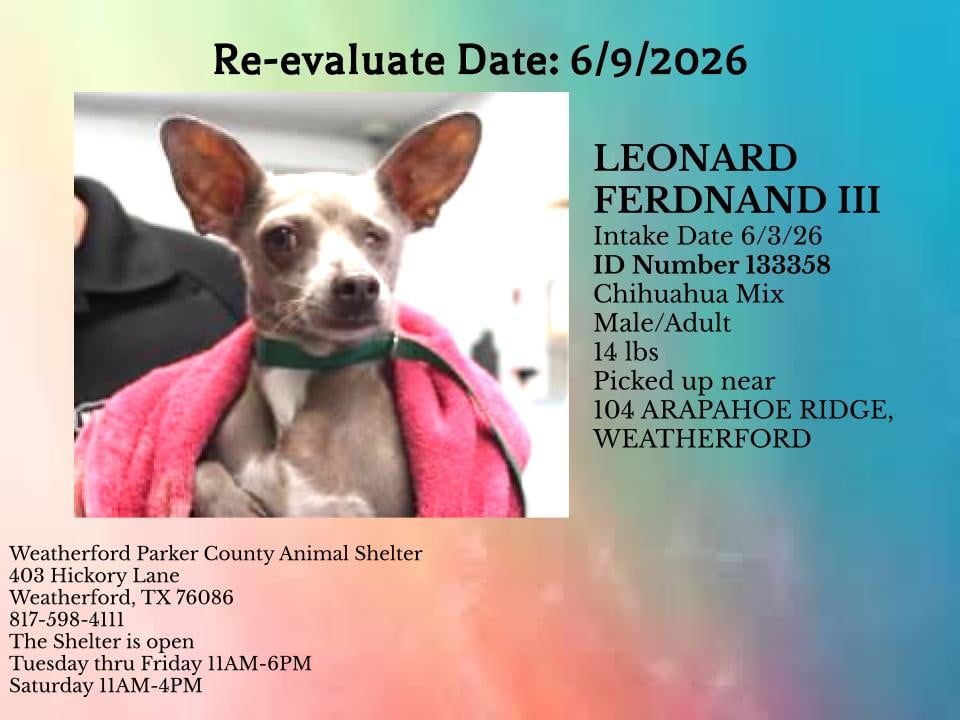 LEONARD FERDNAND III, a Chihuahua