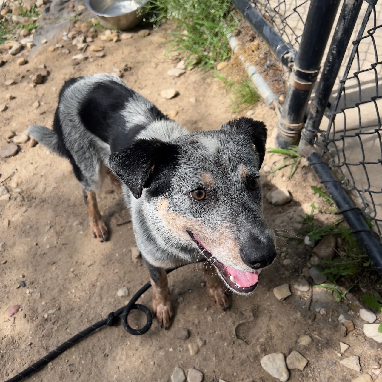 Additional photo of BOADIE