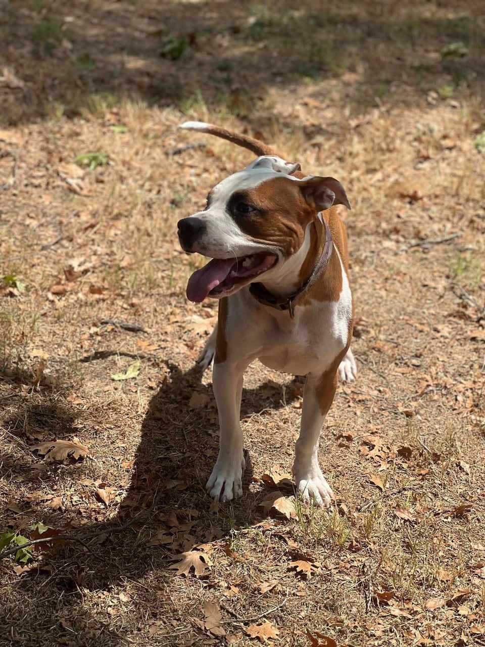 Additional photo of BUBBA