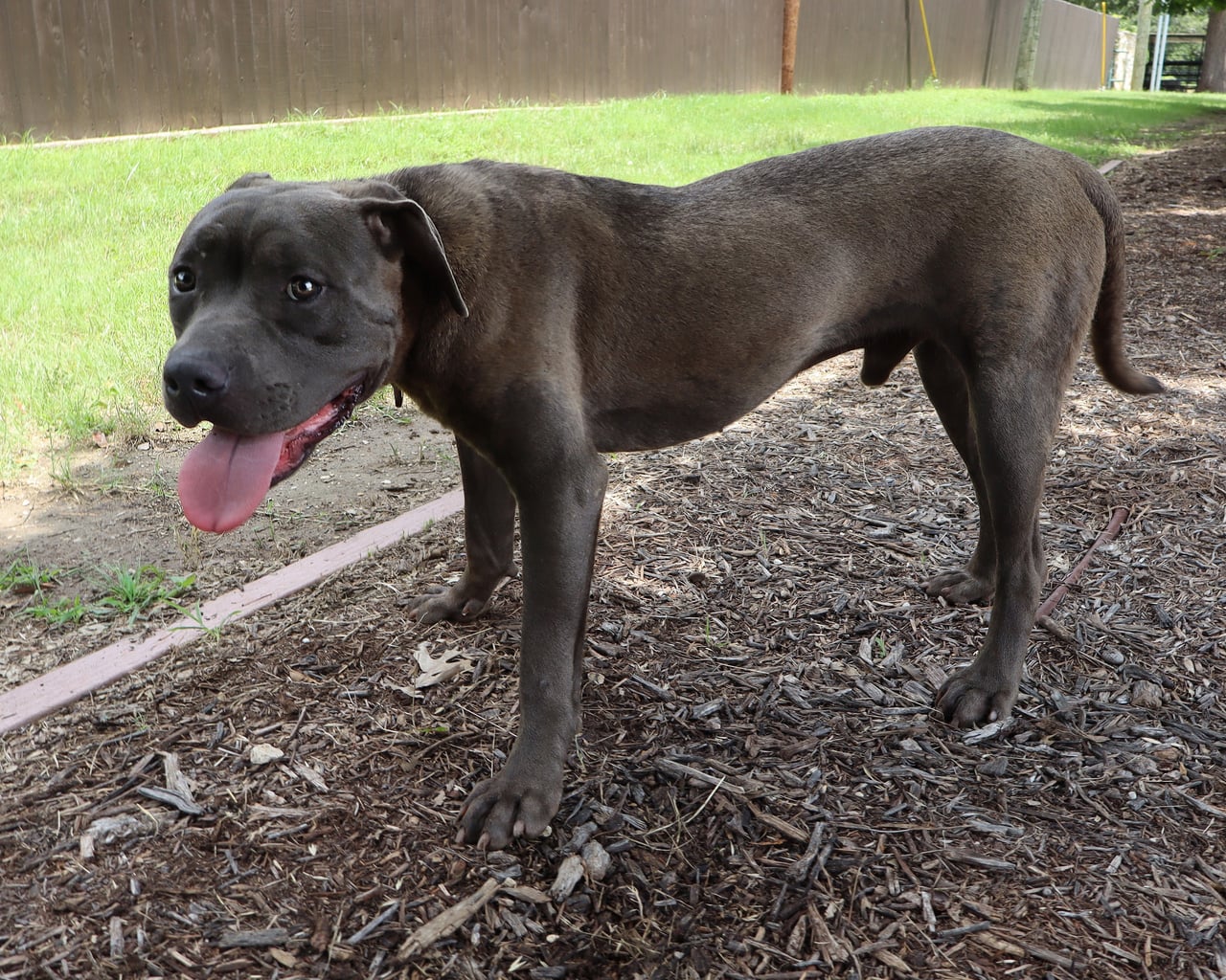 FLICK, a Pit Bull
