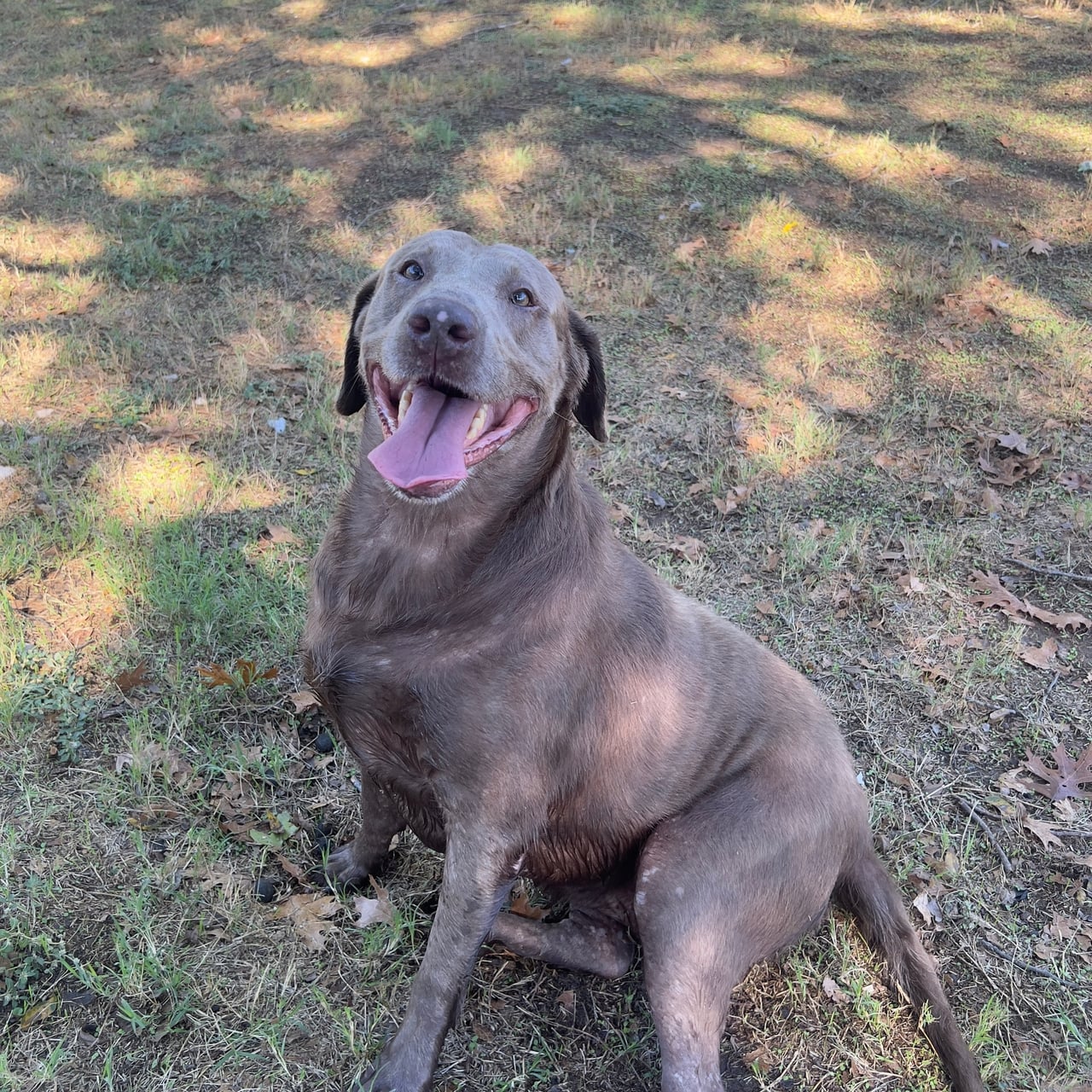 TYE, a Labrador Retriever