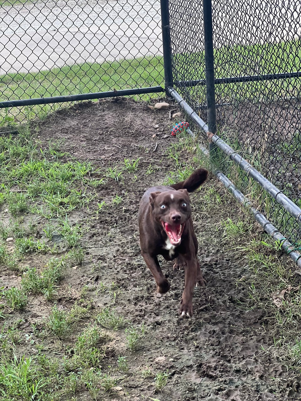 Additional photo of BROWNIE