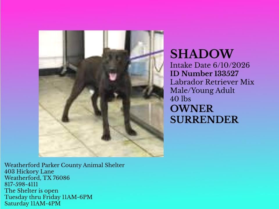 SHILOH, a Labrador Retriever